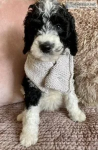 Goldendoodles puppies-Medium