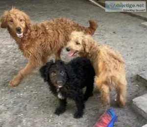 Adorable Goldendoodle puppies