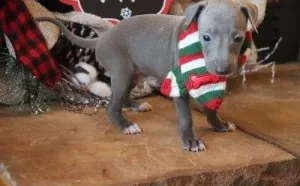 Well Socialized Greyhound For Sale.