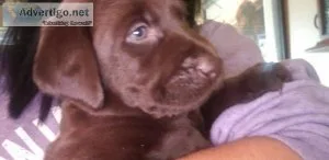 Chocolate lab puppies