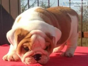 cute English bulldog pups