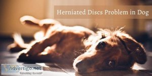Best Dog Slipped Disc Treatment in Florida
