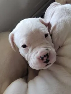 dogo argentino