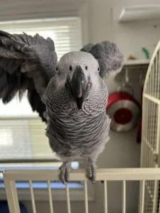 Lovely Congo African Grey Parrots available now
