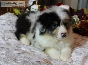 Australian shepherd