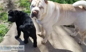 Lovely Chinese Shar-Pei puppies For Sale..