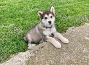 Alaskan malamute Puppies