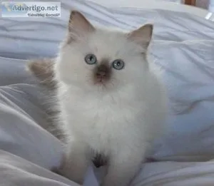  Ragdoll Kittens For Sale 