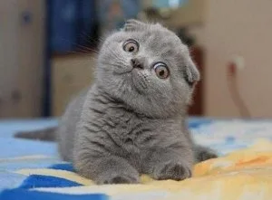 FGHSS FGHTRR Scottish Fold Kittens
