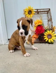 Boxer puppies
