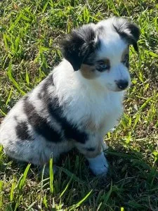Australian Shepherd Pups