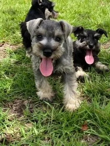 AKC registered Miniature Schnauzer boys and girls