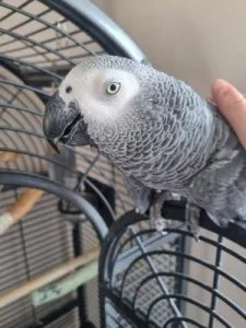 Nice African Grey parrot available now