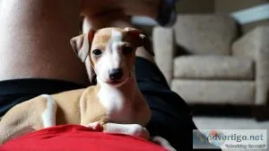 Italian Greyhound puppies