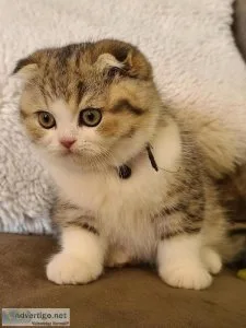 Kittens needs a new home Scottish StraightFold