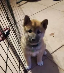 shiba inu puppies