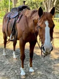 Adorable horse