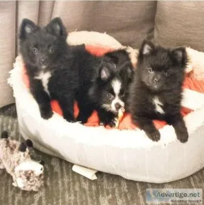 Beautiful Pomeranians