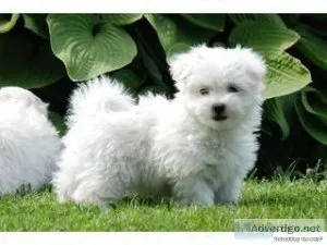 Cute White Maltese For Adoption