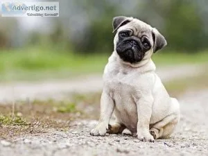 Dogs for sale