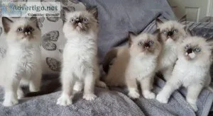 GFFGNH HGJHMK Rag-doll kittens