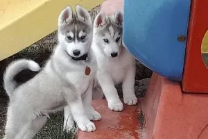 Siberian Husky Puppies for Adoption