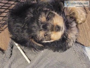 Yorkie terrier for sale