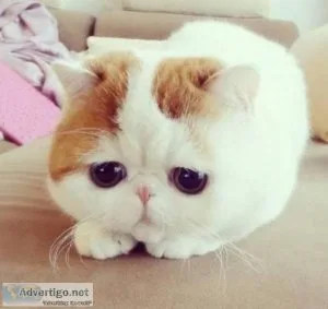 munchkin kittens for sale
