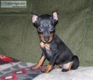 miniature pinscher