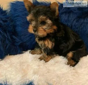 Teacup Yorkshire Pups