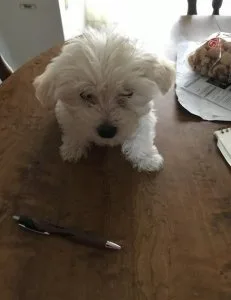 Cute Morkie puppies.
