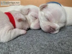 Marvelous French Bulldog Puppy