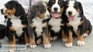Active Greater Swiss Mountain Dog (puppies) For Sale.