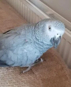 MF African Grey parrot available now