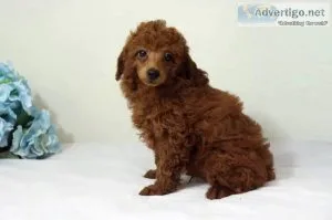 Rudy