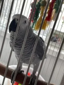 Sweet African Grey parrot available now