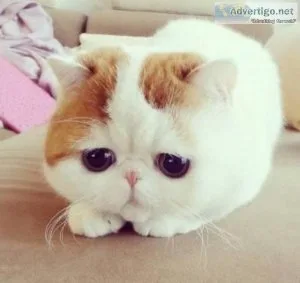 munchkin kittens for sale