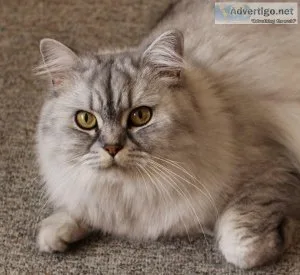 Persian cat for sale in Delhi