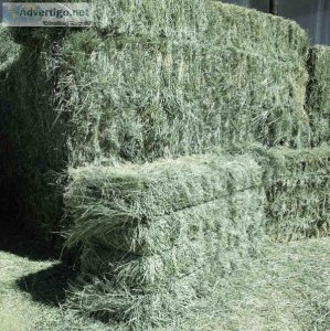 Horse quality Alfalfa mixed with Timothy hay