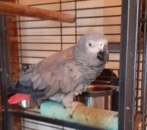 Cute African Grey parrot available now