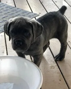 Well Socialized Cane Corso Puppies For Sale.