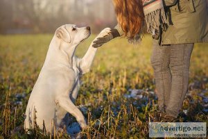 Pet Training Services  Dog Trainer Services  Pawpurrfect