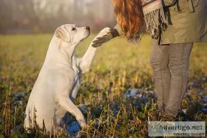 Pet Training Services  Dog Trainer Services  Pawpurrfect