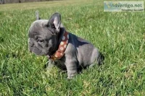 Extremely teacup puppies Available