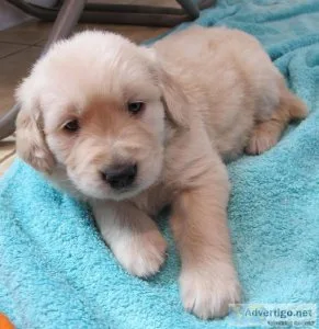 Golden retriever puppies