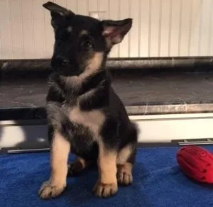 German shepherd puppies
