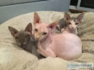 Purebred sphynx kittens for sale Text 17193458293