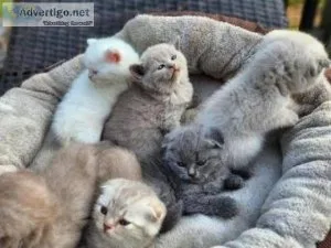 Scottish Fold Kittens For Adoption