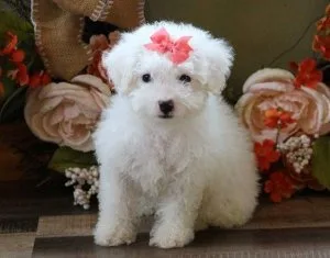 Lovely AKC Maltese Puppies