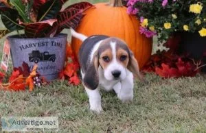 Sweet Beagle puppies